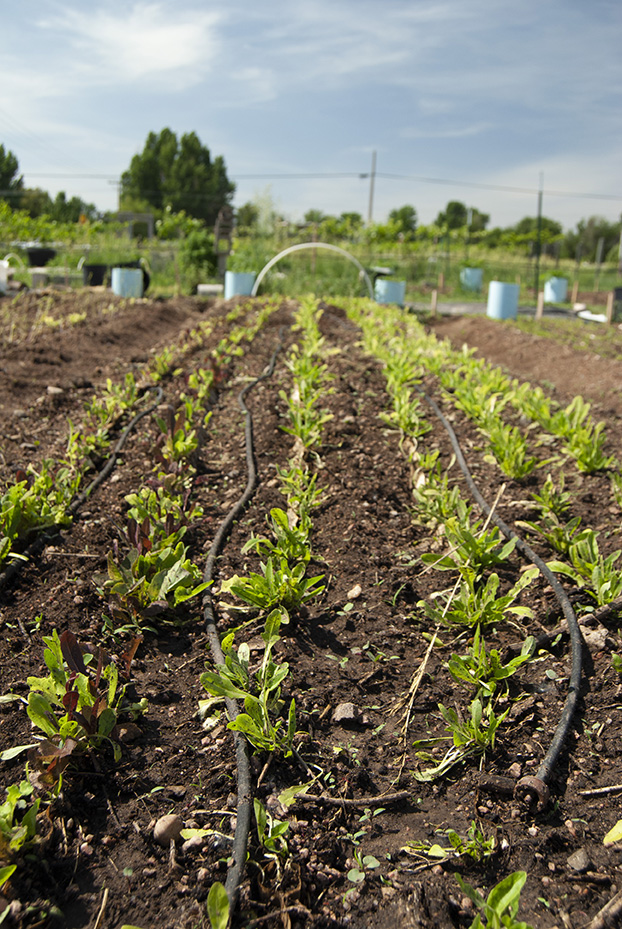 HUGS Urban Farming